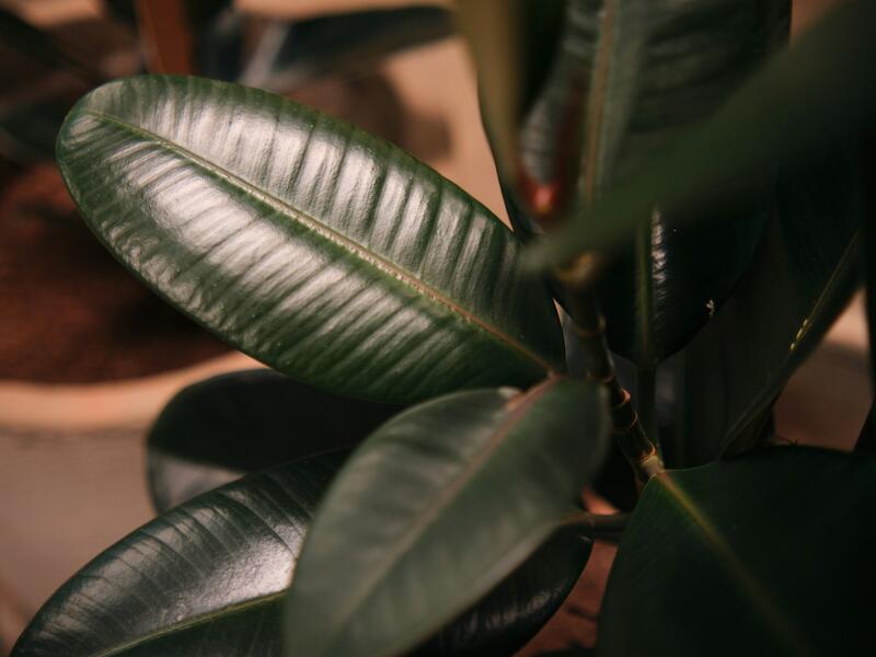 plant